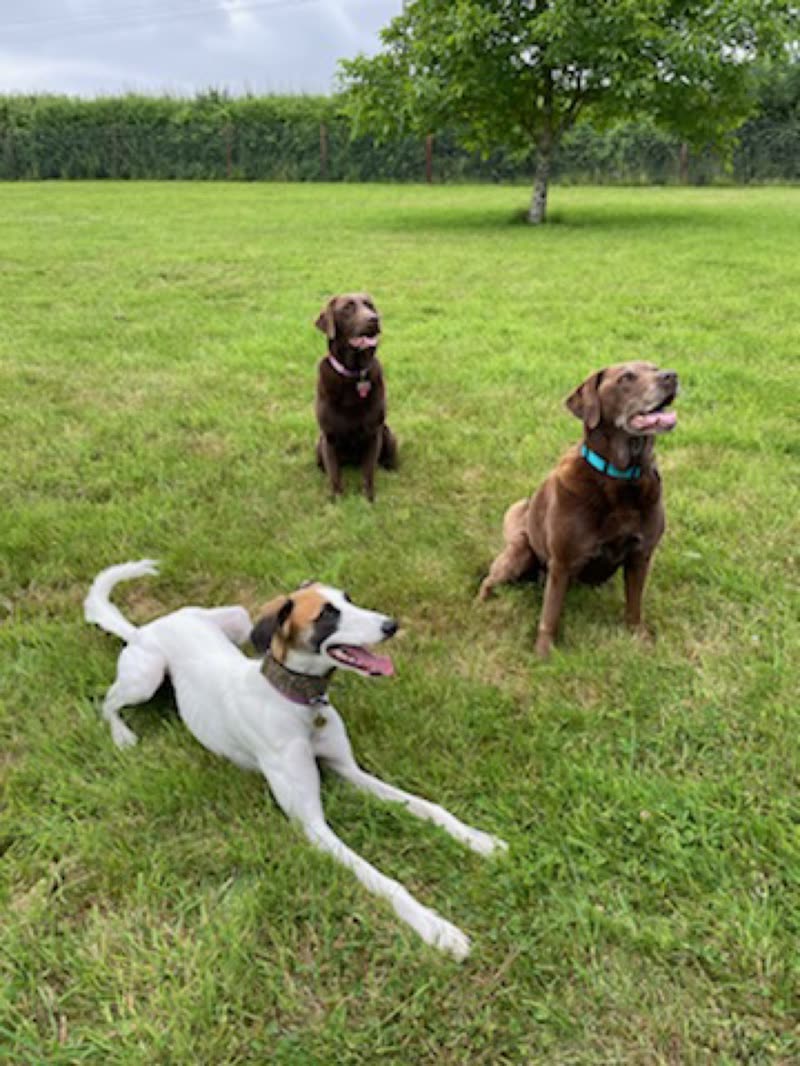Two chocolate labradors sitting and a white hound running in a large grass field with a tree behind