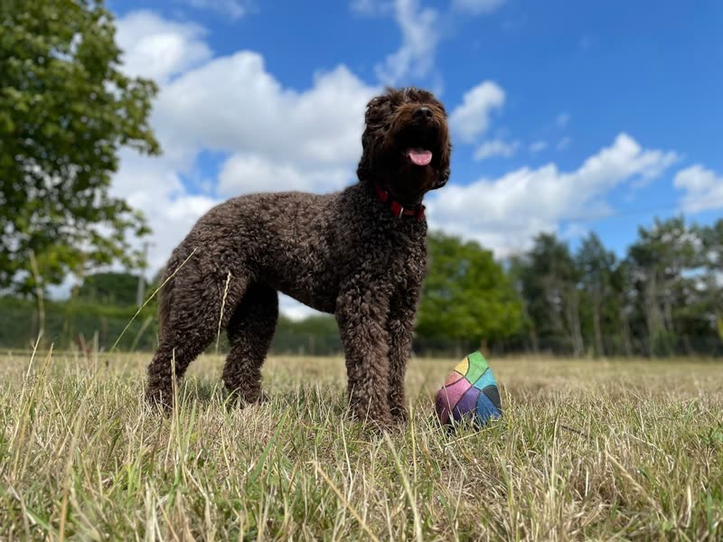 A chocolate curly-coated doodle standing alert in long grass under a bright blue sky, a toy beside it
