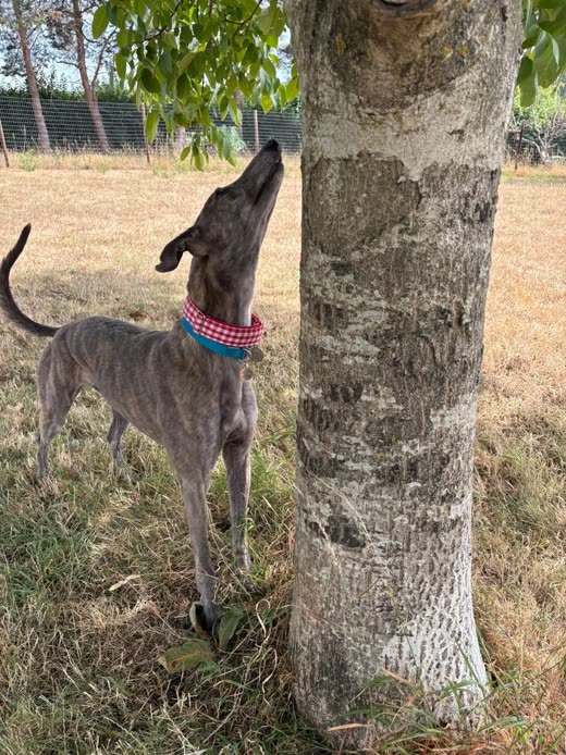 A brindle lurcher looking up a tree trunk in a sunlit field