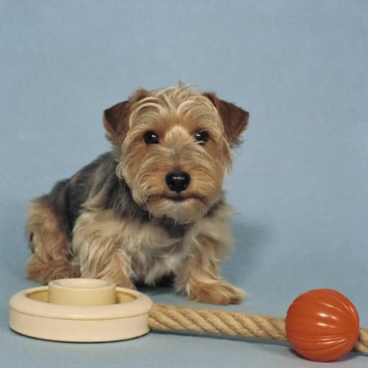A small terrier sitting beside a rope toy and a ball