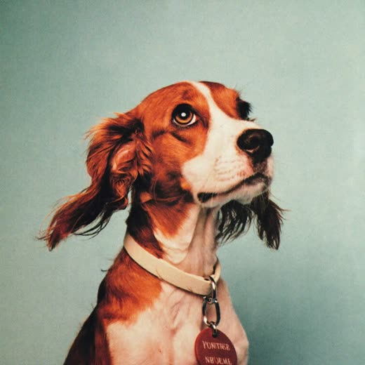 A spaniel sitting in a plain collar and lead